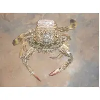 Sea crab -female